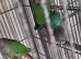 Conure