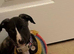 Stunning Affectionate Whippet 1 Year Old