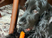 Beautiful Monzo - Cocker Spaniel looking new Home