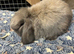 Mini lops