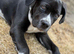 Male cane corso