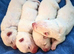 KC Samoyed puppies