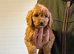 Cockapoo puppies