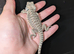 Baby bearded dragon