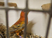 Stunning Pair topaz canaries