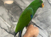 Handreared Baby Super Tame Male Eclectus Parrot,31