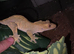 2 crested geckos