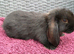 Cute French x Mini Lop Ready to Go. Must Read Please!!!