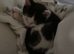 Male cat