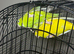 Mix parrot for sale Glasgow city