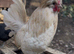Polish Chicken Hatching Eggs &ndash; Bantam / Large Fowl &ndash; Crested Show Birds