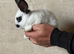 2 doe rabbits