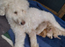Double doodle puppies READY NOW