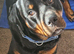 Last female rottweiler puppy left kc reg
