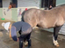 11 yo Chunky type cob gelding