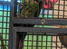 Black capped conure