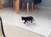 Poppy looking for a new home