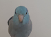 Spectacled female parrotlet with blue male