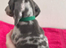Minature Dachshunds