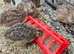 4 quail chicks to go
