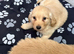 Pomeranian puppys