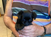 Brussels Griffon puppies