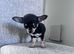 Chihuahua puppies for sale