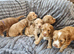 Beautiful Cockerpoo Puppies