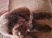Chocolate toy poodle female