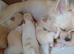 White / tan long coat Chihuahuas