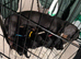 last 2 STUNNING MINIATURE DACHSHUND BOYS LEFT Ready for Their Forever Homes! Absolutely gorgeous Chocolate & Tan Miniature Dachshunds healthy, happy,