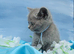British shorthair blue boy ready to leave