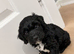 Last 1 cockapoo puppies