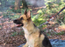 Sad sale german shepherd bitch for sale