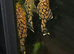 L519 RIO ITÉNEZ HONEYCOMB PLECOS