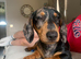 Miniature Dachshund Apollo
