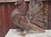 Indian fantail breeding pair in Wembley