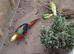 Golden pheasant for sale