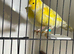 Yellow mosaic young pair