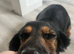 Cocker spaniel girl READ AD BEFORE ASKING for answers ive already wrote