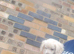 Maltipoo cross chihuahua