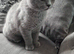 Gorgeous British Shorthair and Longhair