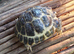 Horsfield tortoises ready now for new homes in Leicester