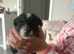 2x male pure Jack Russell’s