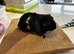 three Sows for sale