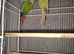 Pair of conures 2019 rung