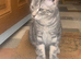 For Sale 1 Gorgeous Grey Tabby Boy Kitten