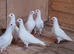 Pure white racing pigeon for sale