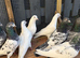 Some highflying Pakistani pigeons