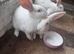 New Zealand rabbits for sale